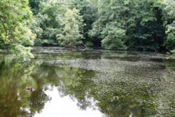 C S Lewis's lake in Risinghurst