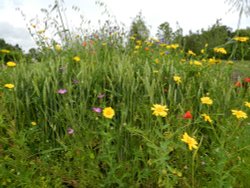 Wakehurst Place 24 June 2011 Wallpaper