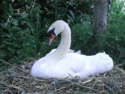 Nesting Swan in Abbotsbury Wallpaper