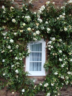 Dunster, June 2009