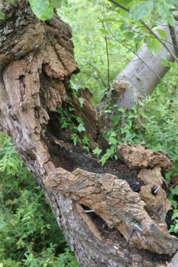The Knarled Tree, Crook Hall