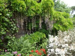 Trelissick Gardens June 2009 Wallpaper