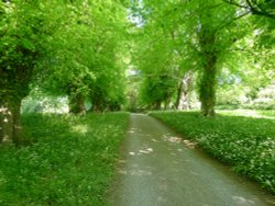 Woodland and Wildflowers at Constable Burton Hall Wallpaper