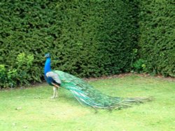 Marle Place Gardens May 2001