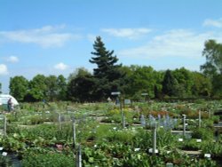 Beth Chatto Gardens, May 2001 Wallpaper