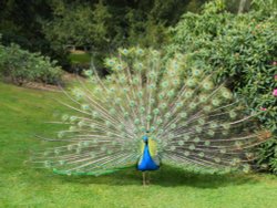 Old Warden, Bedfordshire Wallpaper