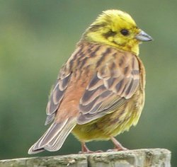 Branscombe Wallpaper