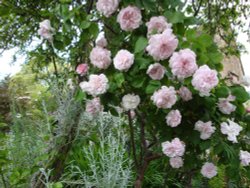 East Lambrook Manor, June 2009 Wallpaper