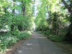 Country Lane Wallpaper