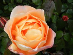 Bodnant Garden, June 2011 Wallpaper