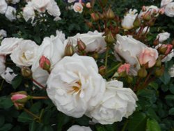 Bodnant Garden, June 2011 Wallpaper
