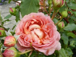 Bodnant Garden, June 2011 Wallpaper