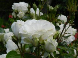 Bodnant Garden, June 2011 Wallpaper