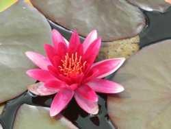 Bodnant Garden, June 2011 Wallpaper