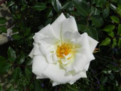 Bodnant Garden, June 2011 Wallpaper
