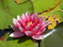 Bodnant Garden, June 2011 Wallpaper