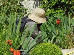 Bodnant Garden, June 2011 Wallpaper
