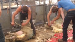 Sheep Shearing demonstration at Eaton College Open day