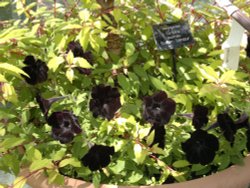 At Easton Flower Show Wallpaper