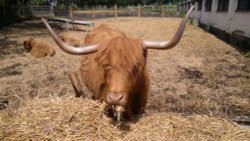 Hungry at Eaton Wallpaper