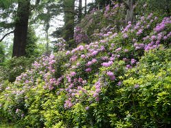Rhododendrons on the estate drive