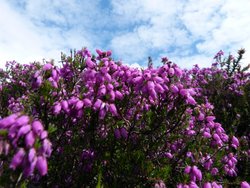 Quantock Hills Wallpaper