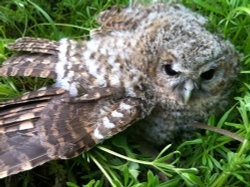 Tawny Owl fledgling near Cottingham