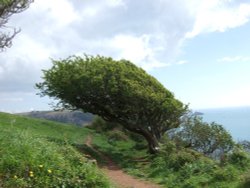 On the Coastal Path to Dartmouth Castle Wallpaper
