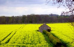 High Coniscliffe, County Durham Wallpaper
