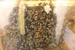 Busy Busy Bees Wallpaper