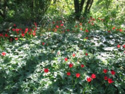 Constable Burton Hall Gardens Wallpaper