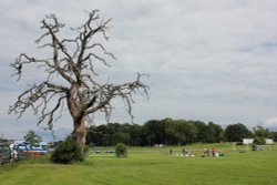 The Tree of Wisdom Wallpaper