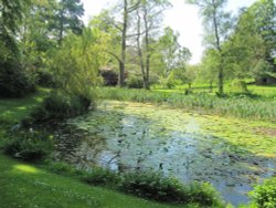 Lily Pond, Constable Burton Hall Gardens Wallpaper