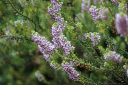 Heather bloom Wallpaper