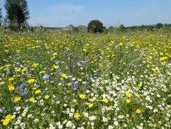 South Petherton Wallpaper