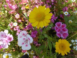 South Petherton Wallpaper