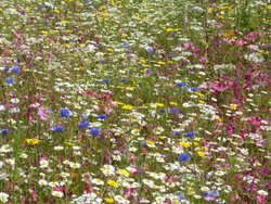 South Petherton Wallpaper