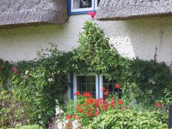 Close up of Cottage Flowers Wallpaper