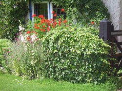 Close up of Cottage Flowers Wallpaper