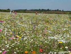 South Petherton Wallpaper