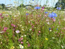 South Petherton Wallpaper