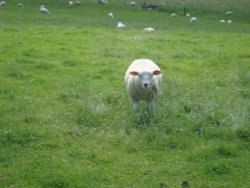 And you who such? Wallpaper