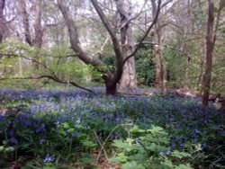 Havering Country Park, Romford Wallpaper