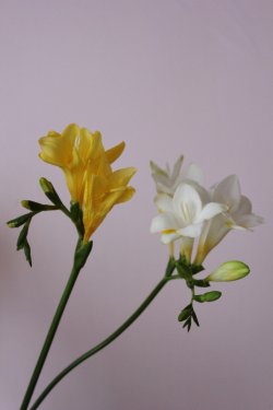 Freesia