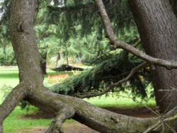 Greenwich Park Flower Garden Wallpaper