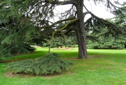 Greenwich Park Flower Garden Wallpaper