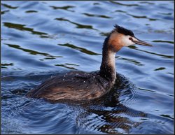 Great Crested Grebe, Stretham. Wallpaper
