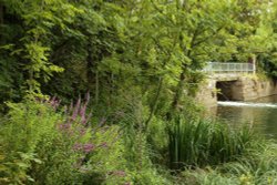 View Island, Caversham Wallpaper