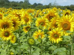 South Petherton Wallpaper