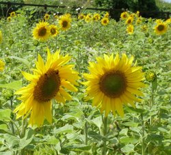 South Petherton Wallpaper